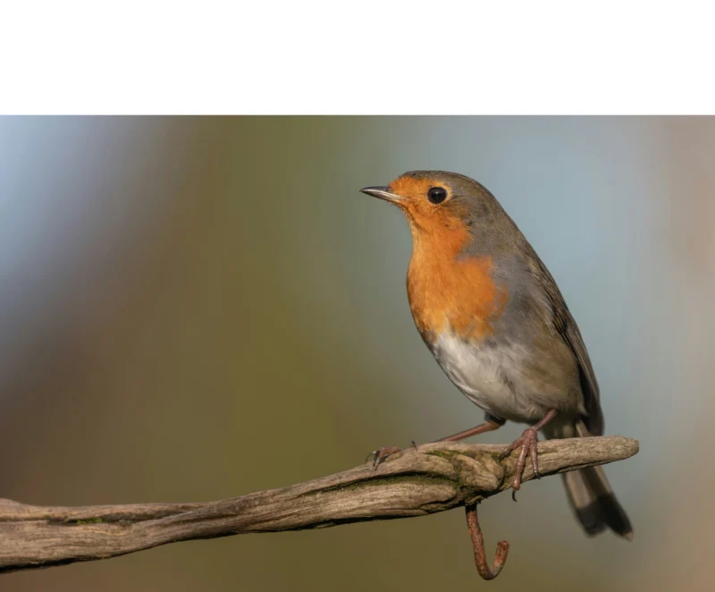 How do bird population trends relate to human pressures compared to economic growth?